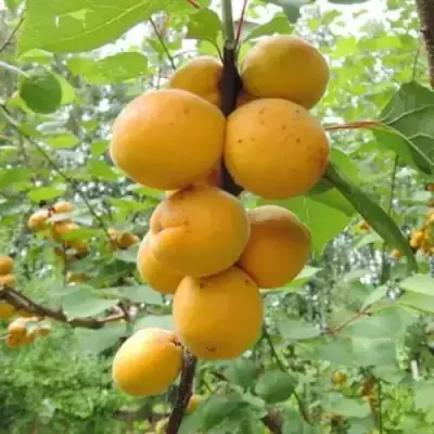 Абрикос ДЕСЕРТНЫЙ ГОЛУБЕВА в Солигорске
