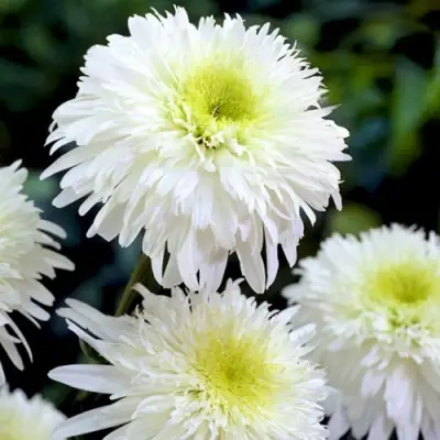 Нивяник ФИОНА ГОГХИЛЛ великолепный в Солигорске