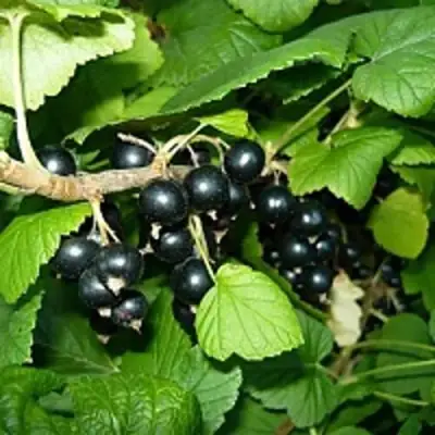 Смородина чёрная ВЕЛОЙ (ЛЕНИНГРАДСКАЯ СЛАДКАЯ) в Солигорске