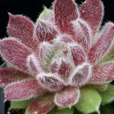 Молодило ТАРАНТУЛА в Солигорске