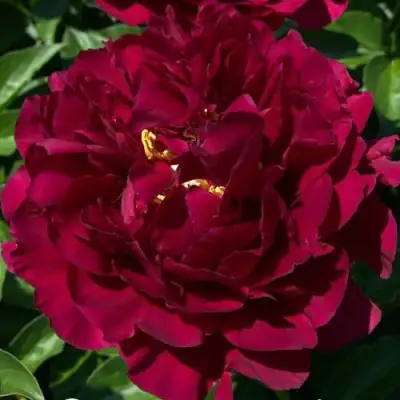 Пион ОЛД ФЕЙТФУЛ травянистый в Солигорске