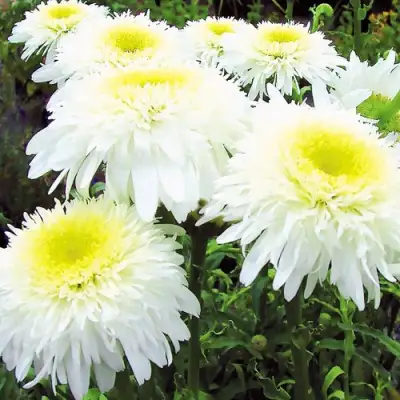 Нивяник ФИОНА ГОГХИЛЛ великолепный в Солигорске