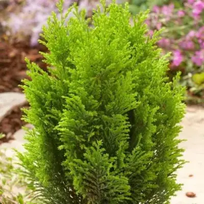 Кипарисовик ЭЛВУДИ ГОЛД лавсона в Солигорске