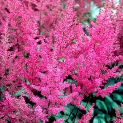 Астильба ЭЛИЗАБЕТ ВАН ВИН японская в Солигорске