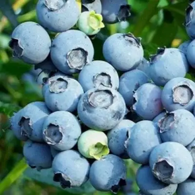 Голубика ПУРУ в Солигорске