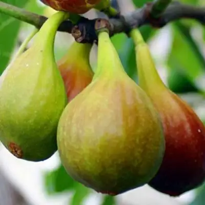 Инжир ДАЛМАТСКИЙ в Солигорске