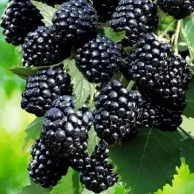 Ежевика АПАЧИ бесшипная  в Солигорске