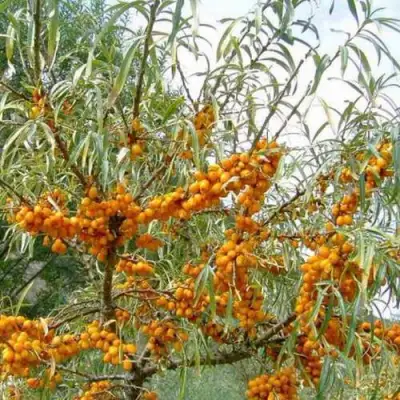 Облепиха ДАР МГУ в Солигорске