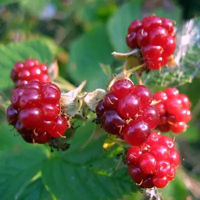 Княженика АСТРА в Солигорске