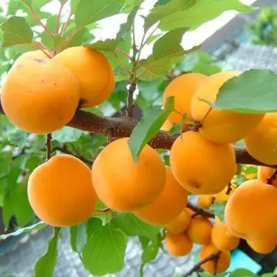 Абрикос ОРИГИНАЛ в Солигорске