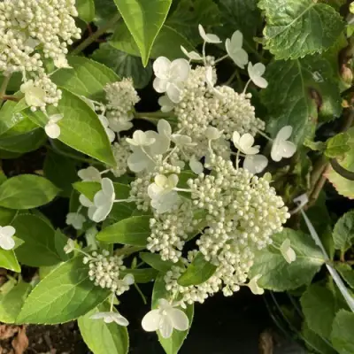 Гортензия ПРИМ ВАЙТ метельчатая в Солигорске