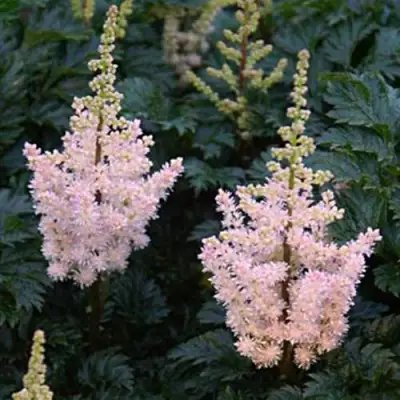 Астильба ЛИЛИПУТ курчавая в Солигорске