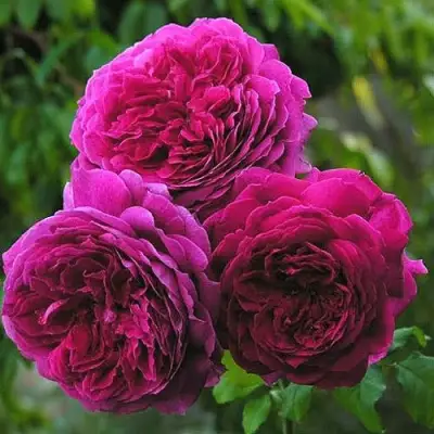 Роза КЕЙТ английская в Солигорске