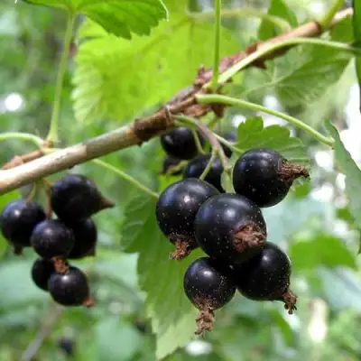 Смородина чёрная ШАРОВИДНАЯ в Солигорске