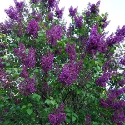 Сирень СУМЕРКИ в Солигорске