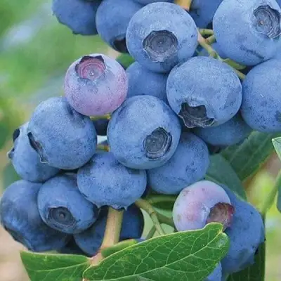 Голубика ЭРЛИБЛЮ в Солигорске