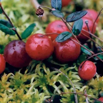 Клюква МАК ФАРЛИН в Солигорске