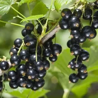 Смородина чёрная ВОЛШЕБНИЦА в Солигорске