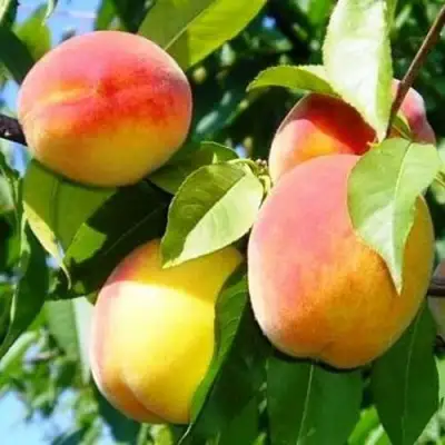 Персик ПАМЯТЬ ЛОЙКО в Солигорске