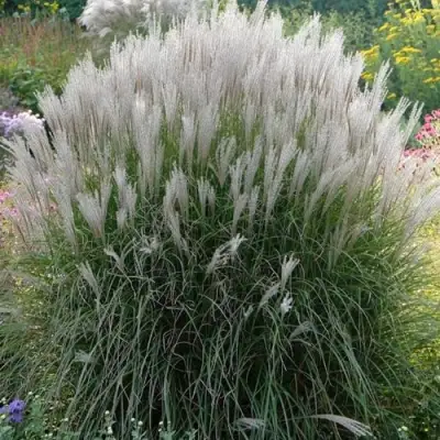 Мискантус КЛЯЙН СИЛЬБЕРСПАЙН китайский  в Солигорске