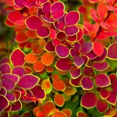 Барбарис ОРАНЖ САНРАЙЗ тунберга в Солигорске