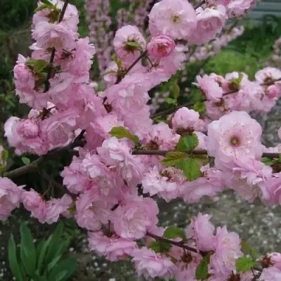 Миндаль ТРЁХЛОПАСТНЫЙ (луизеания) в Солигорске