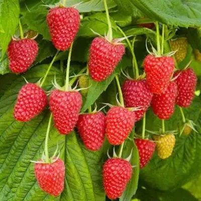 Малина БРУСВЯНА в Солигорске