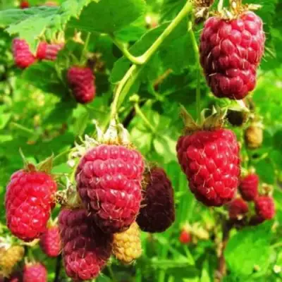 Малина ДЖОАН ДЖИ (ДЖОАН ДЖЕЙ) в Солигорске