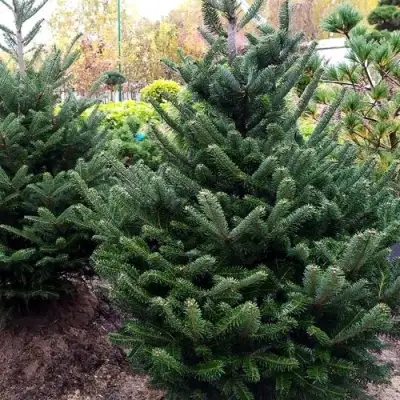 Пихта ФРАЗЕРА в Солигорске