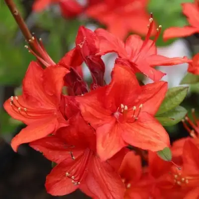 Азалия ПАРКФАЕР листопадная в Солигорске