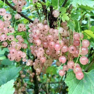 Смородина розовая ГОЛЛАНДСКАЯ РОЗОВАЯ в Солигорске
