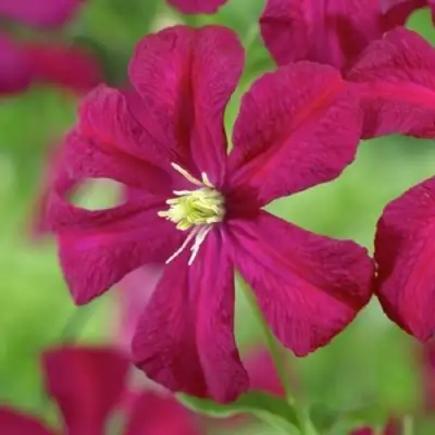 Клематис МАДАМ ДЖУЛИЯ КОРРЕВОН в Солигорске