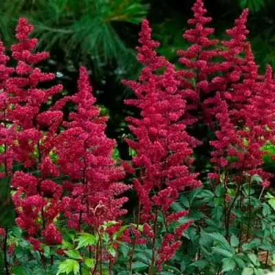 Астильба БУРГУНДИ РЕД Арендса в Солигорске