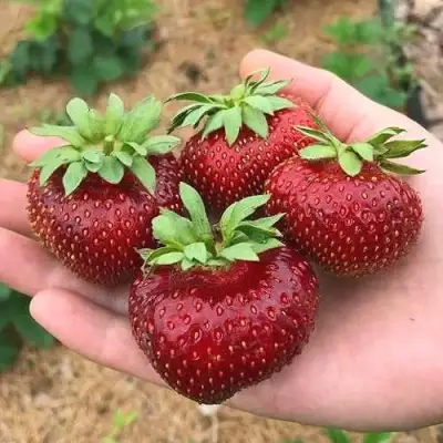 Клубника МАЛЬВИНА в Солигорске