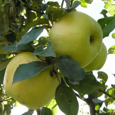 Яблоня АНТОНОВКА ОБЫКНОВЕННАЯ в Солигорске