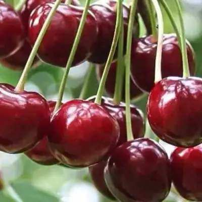 Вишня УЙФЕХЕРТОЙ ФЮРТОШ в Солигорске