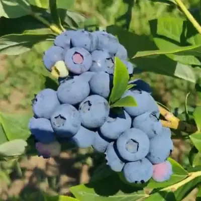 Голубика МЕГАС БЛЮ в Солигорске