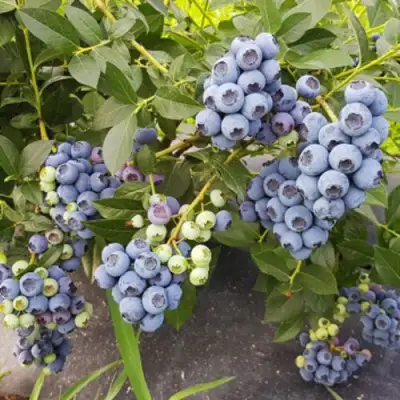 Голубика ОСОРНО в Солигорске