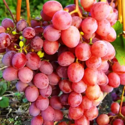 Виноград КИШМИШ КРАСНЫЙ в Солигорске