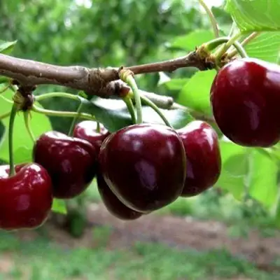 Вишня МОРОЗОВКА в Солигорске