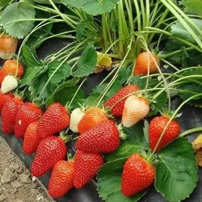 Клубника РОКСАНА в Солигорске