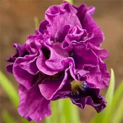 Ирис БАНДЛ ОВ ДЖОЙ сибирский в Солигорске