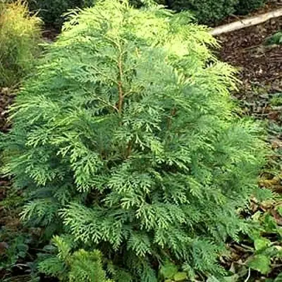 Кипарисовик САНКИСТ лавсона в Солигорске