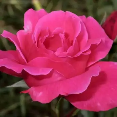 саженцы розы Виен Роуз