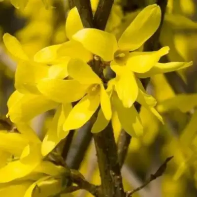 Форзиция ТАРАНДТ промежуточная в Солигорске