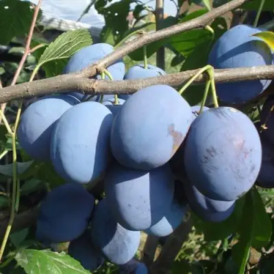 Слива ЧАЧАКСКАЯ РАННЯЯ в Солигорске