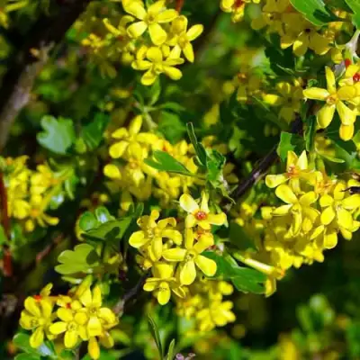 Смородина золотистая ВИШНЕВАЯ в Солигорске