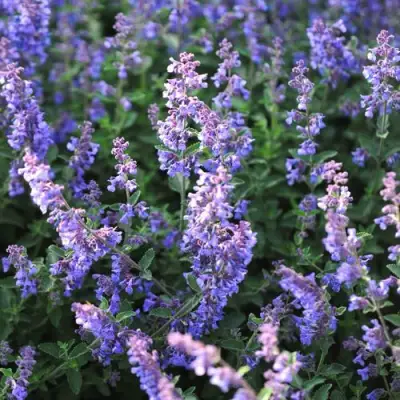 Котовник СИКС ХИЛЛС ГИАНТ в Солигорске