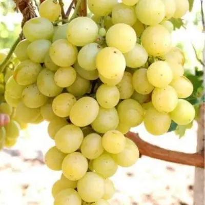 Виноград ТАЛИСМАН в Солигорске