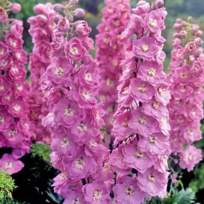 Дельфиниум ДЕЛЬФИС ПИНК ПАУЭ высокий в Солигорске